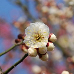 梅