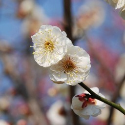 梅