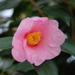 椿