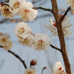 梅