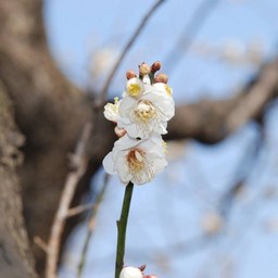 梅