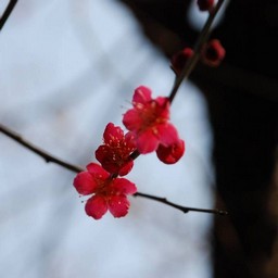 梅