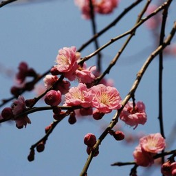 梅