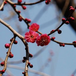 梅