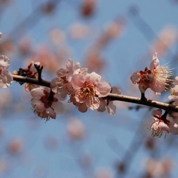 梅