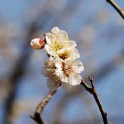 梅