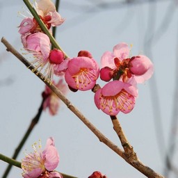 梅