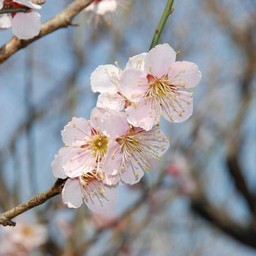 梅