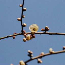 梅