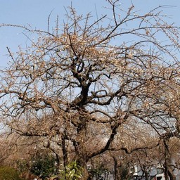 梅