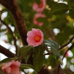 椿