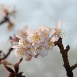 熱海桜