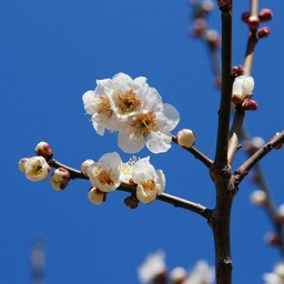 梅