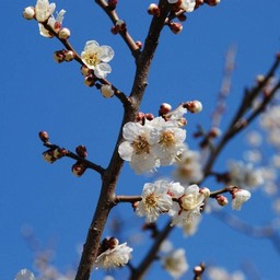 梅
