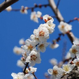 梅