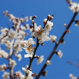 梅