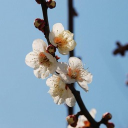 梅