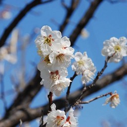 梅