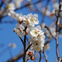 梅