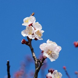 梅