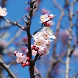 梅
