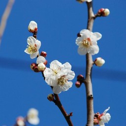 梅