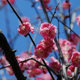 梅