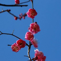 梅