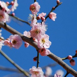 梅
