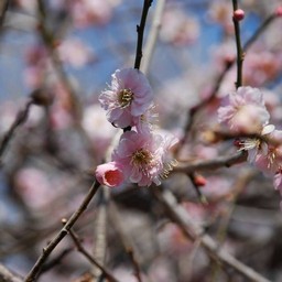 梅