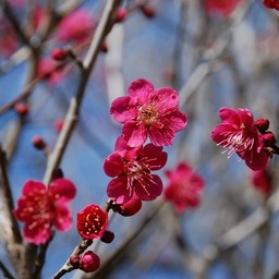 梅