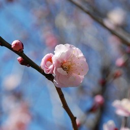 梅