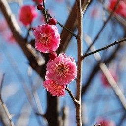 梅
