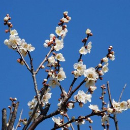 梅
