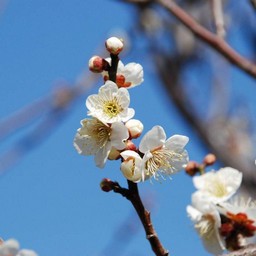 梅