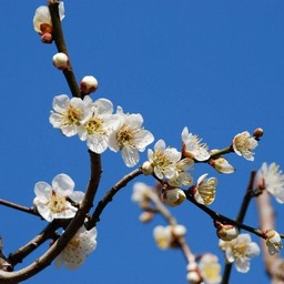 梅