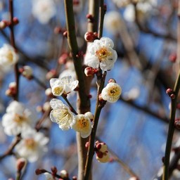 梅
