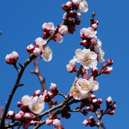 梅