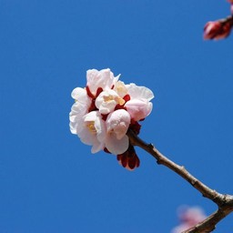 梅