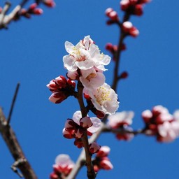 梅
