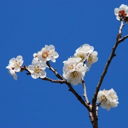 梅