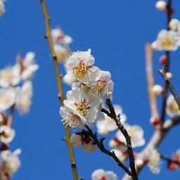 梅