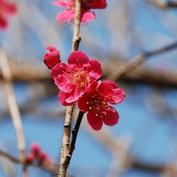 梅