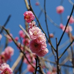 梅