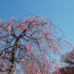 梅