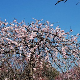 梅
