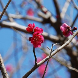 梅