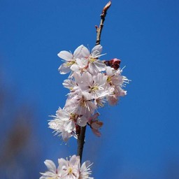 梅