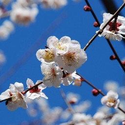梅