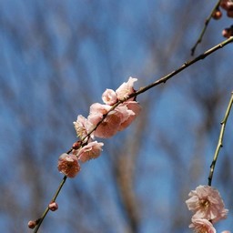 梅
